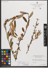 Foto von Salix triandra subsp. amygdalina (L.) Schübl. & G. Martens